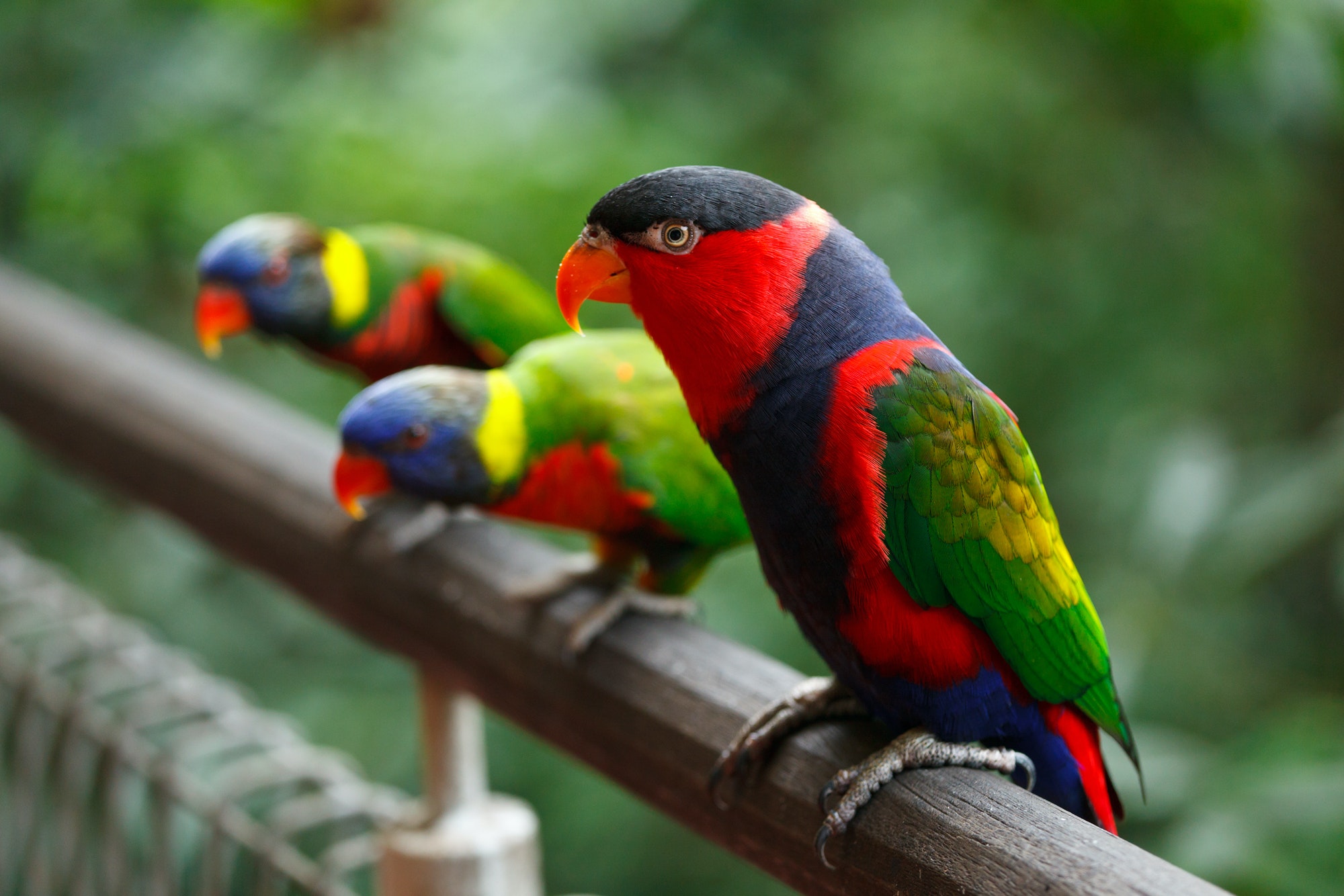 Black-capped lories (Lorius lory